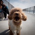 犬のマウンティング…