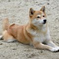 犬が『伏せたままし…