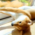 犬が『自宅警備』を…