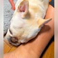 スヤスヤ寝ている犬…