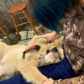 可愛い犯人♡軍手を拝…