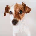 愛犬がシャンプーで…
