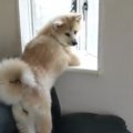 二足歩行希望？！二…