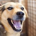 NYのシェルターで新…