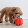 犬にパプリカは与え…