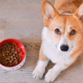 犬がご飯を散らかし…