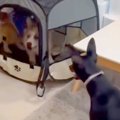 友人に犬を預けたら…