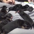 迷い犬がうちで子犬…