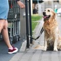 犬の誘拐を防止する…