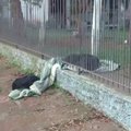 感動！保護犬が寒さ…