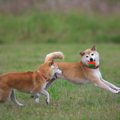 多頭飼いの犬同士を…
