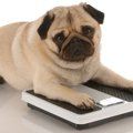 犬の肥満のボーダー…