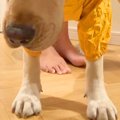 雨の日、大型犬にカ…
