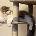 猫のために『キャッ…