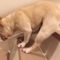 愛犬が階段から転落…