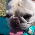 犬飼いの特権！青空…