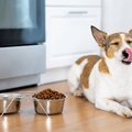 犬が『このご飯嫌い…