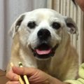 愛犬が寝たきりに！…