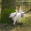 犬のマーキングとお…