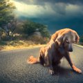 犬が悲しんでしまう…