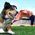 犬とキャンプしよう…