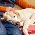 犬が『赤ちゃん返り…