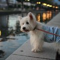犬と楽しめる神戸の…
