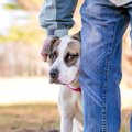 愛犬が見せている『…