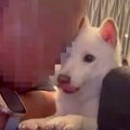 犬を愛しすぎている…