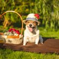 犬とのお出かけにお…