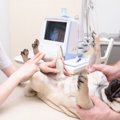 犬の腹膜炎について…