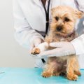 なぜ犬は痛みに強い…