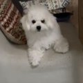 真っ白もふもふ赤ち…