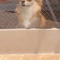 車で『シャンプー終…