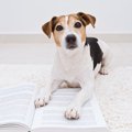 犬のウンチが異常に…