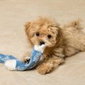 超簡単に作れる！犬…