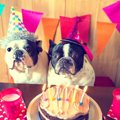 愛犬の誕生日！わん…