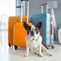 犬を連れて帰省する…