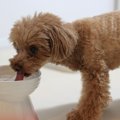 自宅でできる愛犬の…