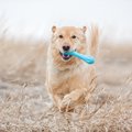 大型犬でもびくとも…