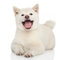 豆柴の子犬┃豆柴の特…
