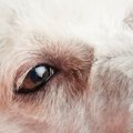 犬の目の色が変化し…