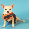 愛犬を『台風や水害…