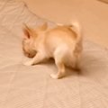 極小赤ちゃん犬が『…