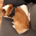 コーギーの下敷きに…