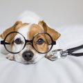 『餓死寸前の犬』が…