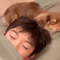 男の子と犬が遊び疲…