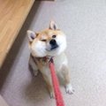 柴犬のおもしろ画像2…
