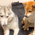 ハスキーが『柴犬の…