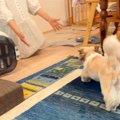 2週間もママに会えな…